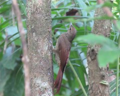 Dendrocolaptes sanctithomae