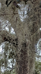 Tillandsia usneoides