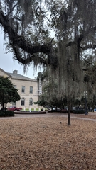 Tillandsia usneoides
