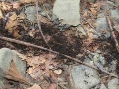 Eciton burchellii parvispinum