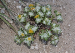 Eriophyllum pringlei