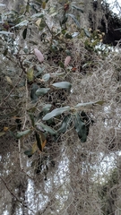 Tillandsia usneoides