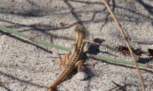 Snake-eyed Lizard, Ophisops elegans