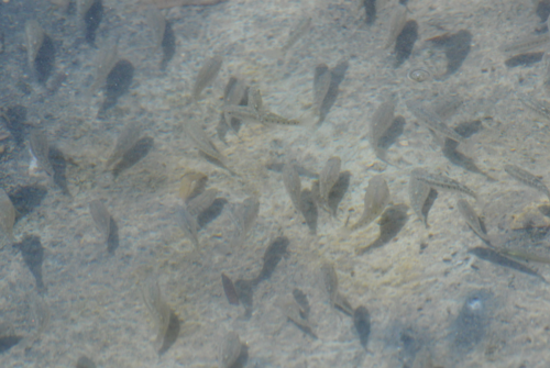 Aphanius almiriensis balığı