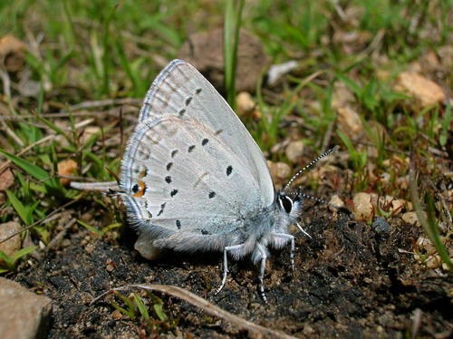 Western Tailed-Blue