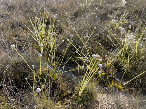 Eriocaulon aloifolium