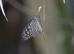 Ideopsis vulgaris macrina
