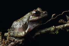 Kalpatta Yellow Bush Frog photo 2