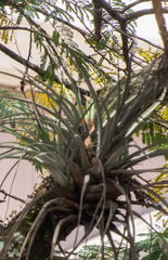 Tillandsia