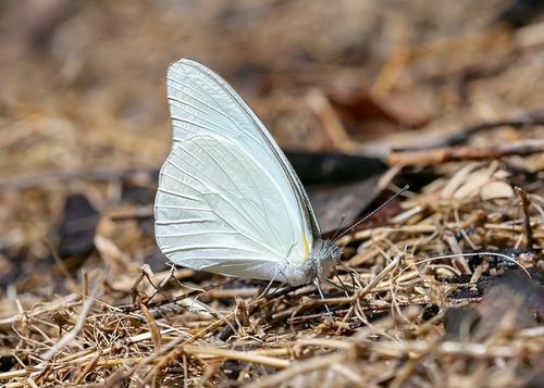 Tropical White