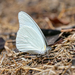 Mariposa Blanca Gigante Florida del Golfo - Photo (c) Charlie Jackson, algunos derechos reservados (CC BY)