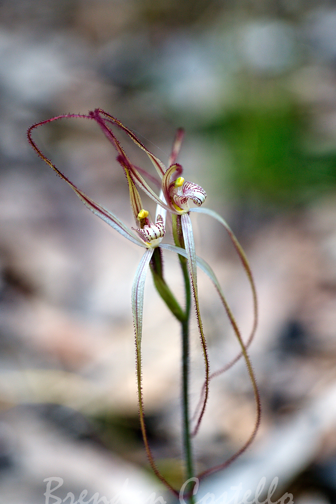 Caladenia filamentosa