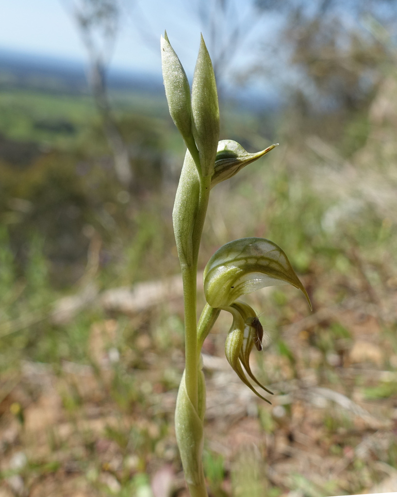 Pterostylis hamata