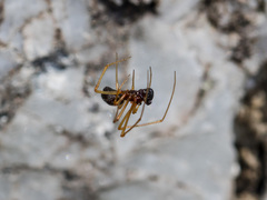 Neottiura bimaculata