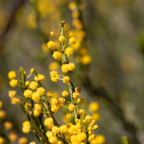 Acacia lineata, photograph 4