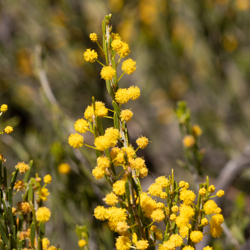 Acacia lineata, photograph 5