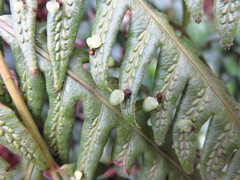 Se Lena, CC BY, iNaturalist via GBIF Woodwardia orientalis, photograph Se Lena, CC BY, iNaturalist via GBIF