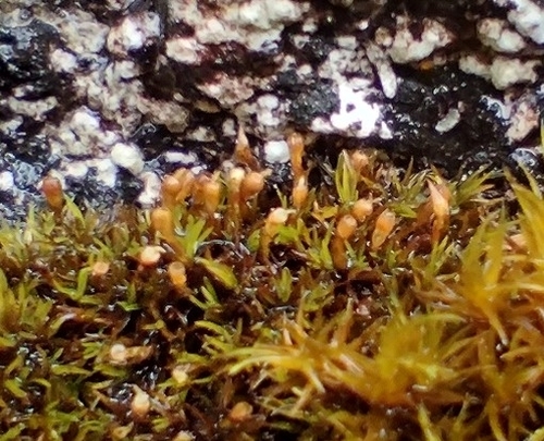 Image of Amphidium lapponicum by no rights reserved
