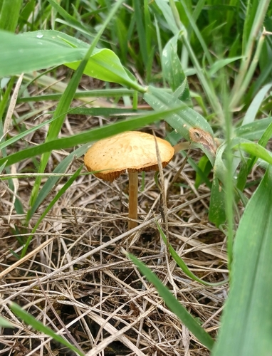 観察された菌類