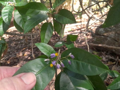 Solanum viride observed 2023-09-14
