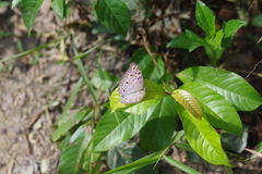 Junonia atlites atlites