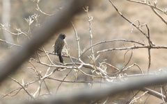 Spizella atrogularis