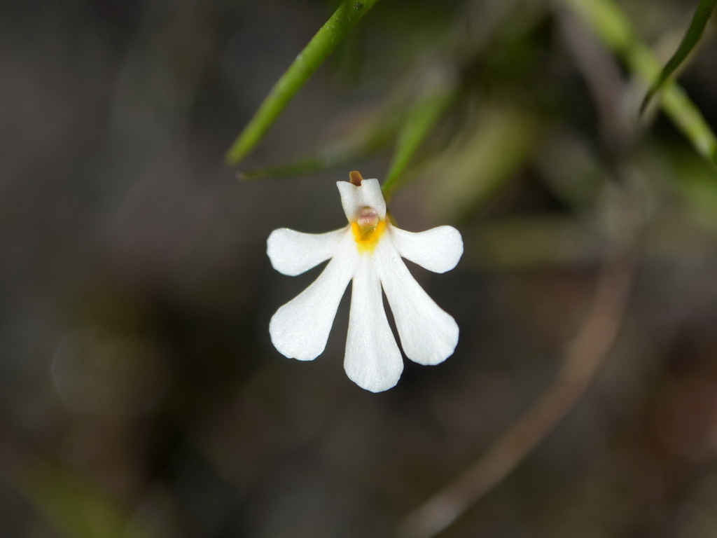 Utricularia holtzei F.Muell.