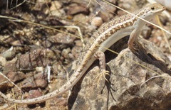 Trachylepis acutilabris