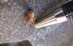 Latrodectus geometricus