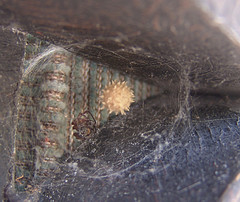 Latrodectus geometricus