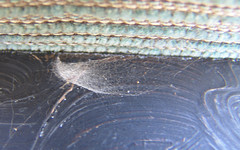 Latrodectus geometricus