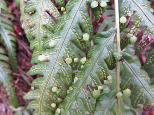 Woodwardia orientalis, photograph 5