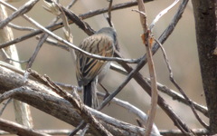 Spizella atrogularis