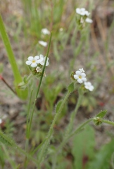 Plagiobothrys tenellus