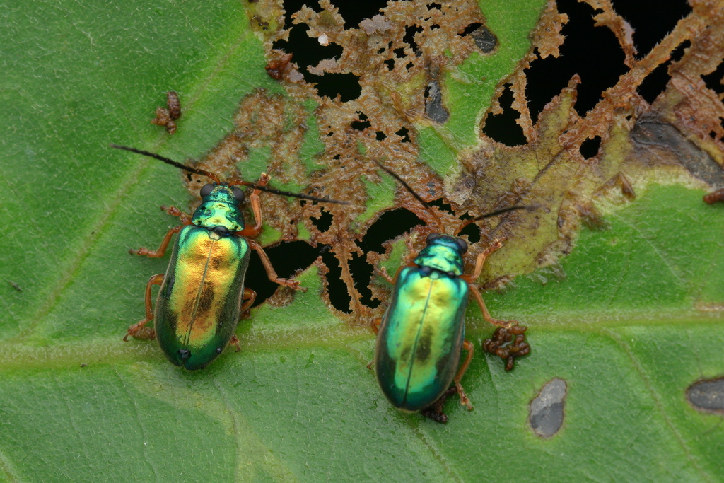 Mimastracella hirsuta