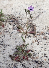 Gilia tenuiflora