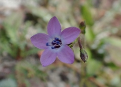 Gilia tenuiflora