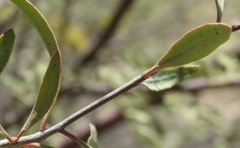 Oncocalyx welwitschii