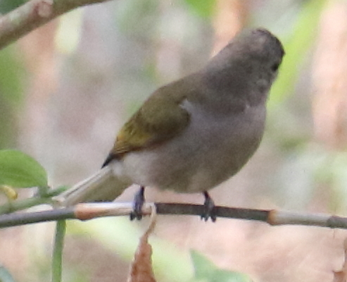 iNaturalist image