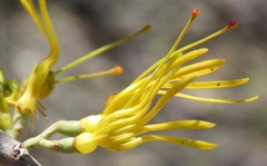 Oncocalyx welwitschii