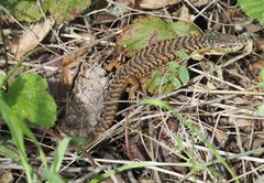 Elgaria coerulea coerulea