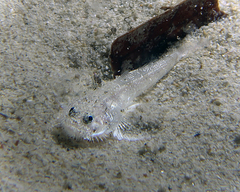 Bearded Goby photo 3