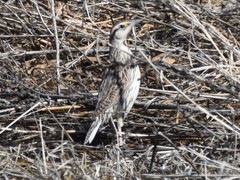 Sturnella magna lilianae