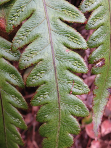 Image of Woodwardia orientalis by (c) Se Lena, some rights reserved (CC BY)