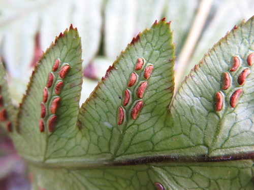 Image of Woodwardia orientalis by (c) Se Lena, some rights reserved (CC BY)