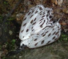 Tajuria maculata