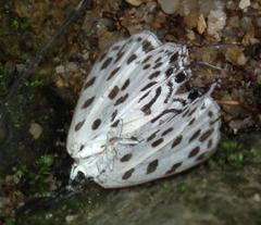 Tajuria maculata