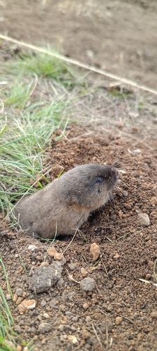 Northern Molevole