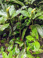 Costus varzearum