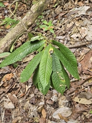 Polyalthia bullata